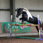 Horse loose jumping