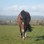 Ben the horse chilling at grass