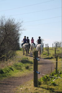 Horses on hacking track