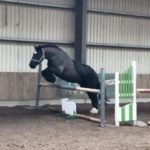 Horse Loose Jumping