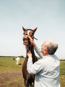 Horse having suncream applied