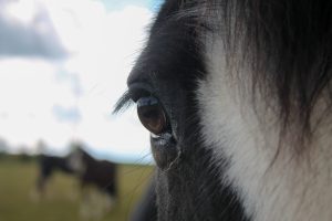 Blue keeps an eye on us