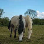 Belle and Winnie grazing