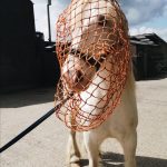 Horses head in haynet