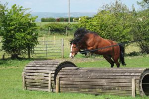 Laura long reining over roller