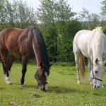 Horses grazing