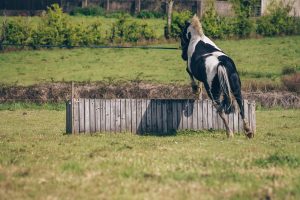 horse jumps over cross country fever