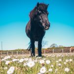 Pony in the daisies