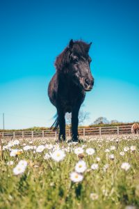 Pony in the daisies