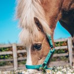 Polo pony eating daisies