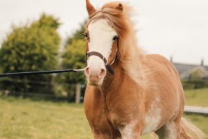 Strawberry roan pony in field