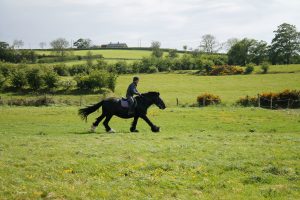 Horse Johnny cantering in field