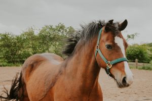 Windswept horse