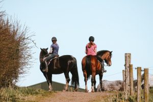 Horses on the hill