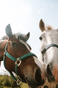 Horses muzzle to muzzle