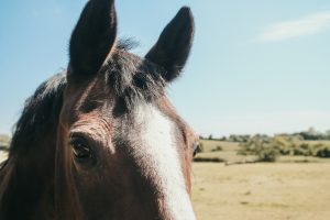 Horse head