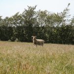 Sheep in field