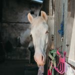 Horse looking out of stable