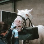 Horse dentist at work