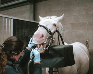 Horse dentist at work