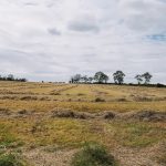 Haylage in field