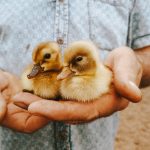 2 Ducklings