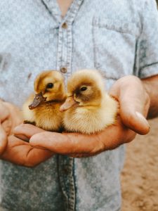 2 Ducklings