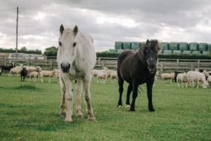 Ponies and sheep