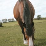 Grazing horse