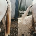 Before and after tail