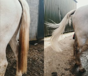 Before and after tail