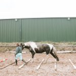 Horse walking over poles