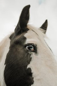 Horses head profile