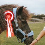 Pony with rosette