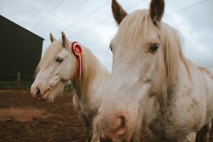 Horses watching