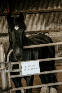 Do not feed the horses